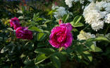 Рощинское Барокко rose photo