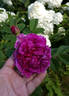 Рощинское Барокко rose photo