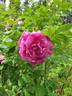 Рощинское Барокко rose photo