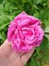 Рощинское Барокко rose photo