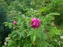 Рощинское Барокко rose photo