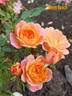Honey Bunch ® rose photo