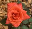 Tara's Rose rose photo