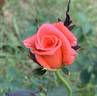 Tara's Rose rose photo