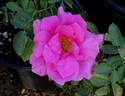 Earth Song rose photo