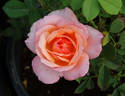 Elmhurst rose photo