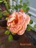 Absent Friends rose photo