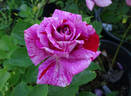 Freedom's Ring rose photo