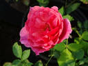 Glory Days rose photo