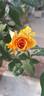 Bronze Star ™ rose photo
