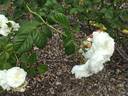 Long John Silver rose photo
