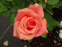 Gitte rose photo