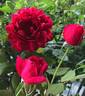 Autumn Rouge rose photo