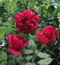 Autumn Rouge rose photo