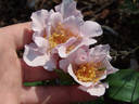 Lagoon rose photo
