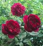 Autumn Rouge rose photo