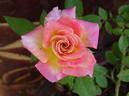 Josh Alonso ™ rose photo