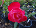 Jolly Roger rose photo