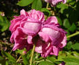 Belle Biblis rose photo
