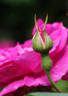 Оккервиль rose photo