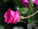 Оккервиль rose photo