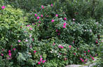 Оккервиль rose photo