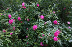 Оккервиль rose photo