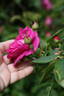 Оккервиль rose photo