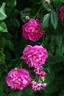 Оккервиль rose photo