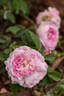 Christiane Frost rose photo