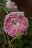 Christiane Frost rose photo