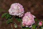 Christiane Frost rose photo