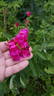 Alotta Fagina rose photo