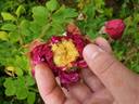 Alotta Fagina rose photo