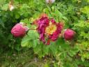 Alotta Fagina rose photo