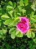 South Park rose photo