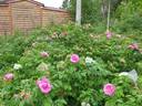 South Park rose photo