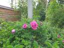 Eric Cartman rose photo