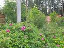 Eric Cartman rose photo