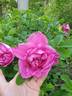 Eric Cartman rose photo