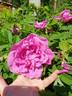 Eric Cartman rose photo