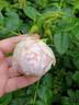 Kenny McCormick rose photo