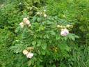 Kenny McCormick rose photo