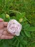 Kenny McCormick rose photo