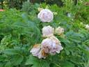 Kenny McCormick rose photo