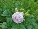 Kenny McCormick rose photo