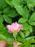 Princess Kenny rose photo