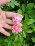 Princess Kenny rose photo
