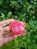 Princess Kenny rose photo