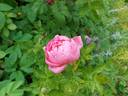 Princess Kenny rose photo